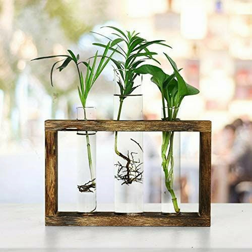 Test Tube Planter With Plants / Office Desk Hydroponic Planter