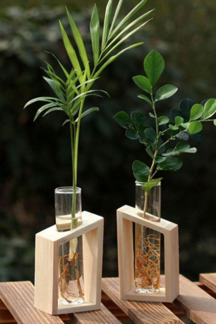 Test Tube Planter With Plants / Single test tube