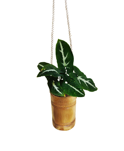 Eco-Friendly Bamboo Hanger Planter /Hand Made