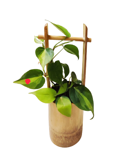Eco-Friendly Bamboo Well Planter /Hand Made